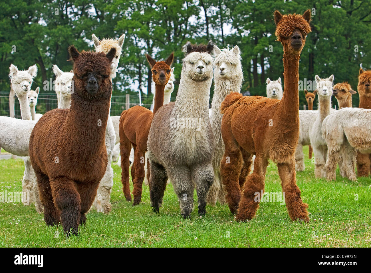 Alpakas-Wiese Stockfotografie - Alamy
