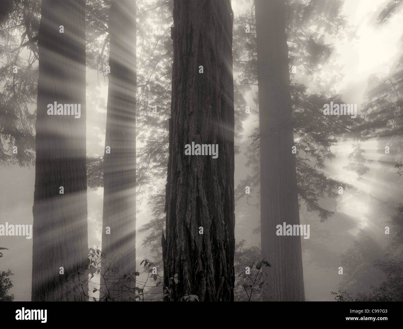 Redwood-Bäume in Lady Bird Johnson Grove. Redwood National und State Parks in Kalifornien Stockfoto