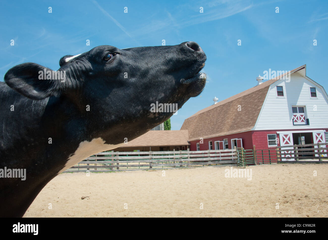 Holstein -Fotos und -Bildmaterial in hoher Auflösung – Alamy