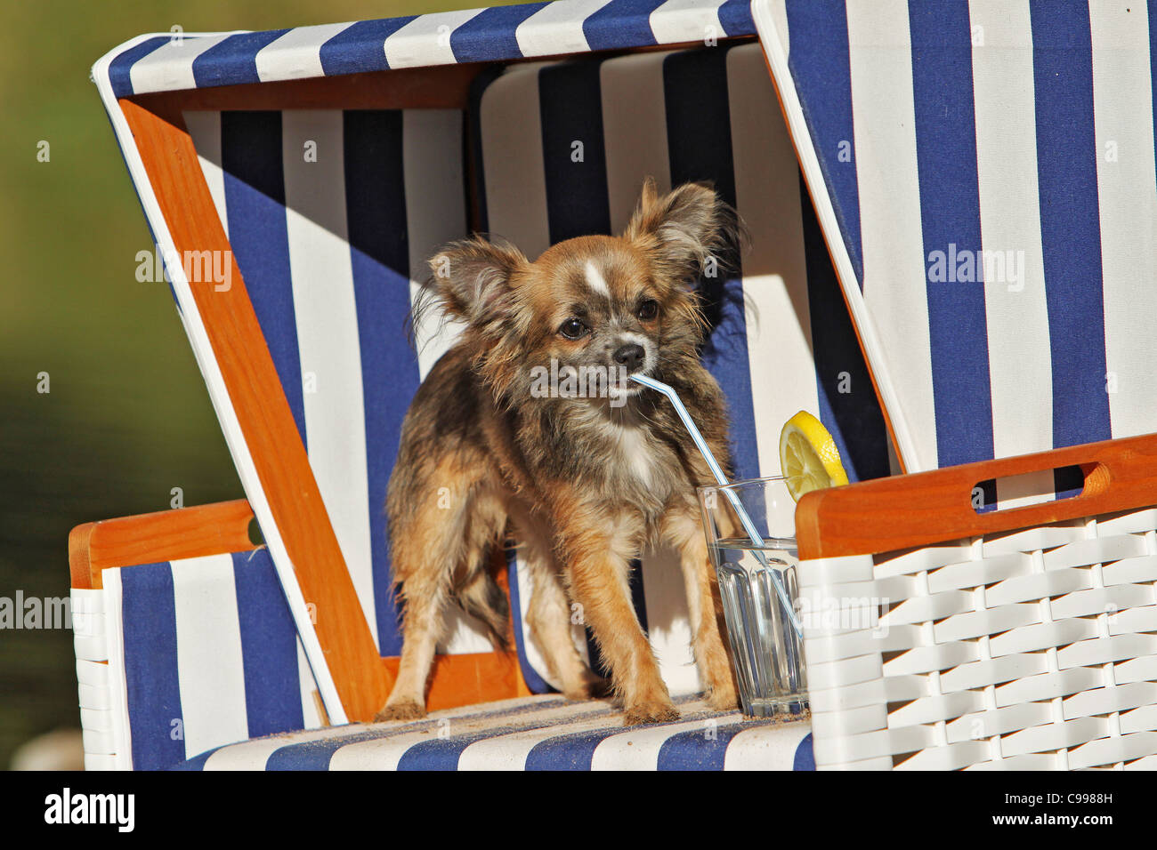 Chihuahua Hund Welpe Strandkorb Stockfotografie - Alamy