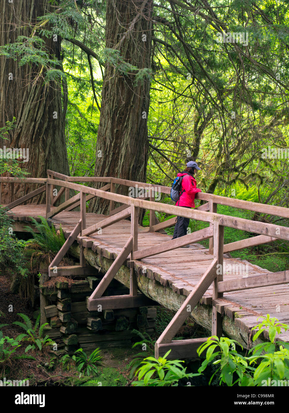 Brücke mit Wanderer über den Creek Redwood National und State Parks in Kalifornien Stockfoto