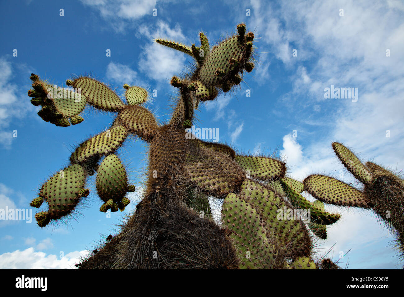 Kaktus am Strand von Dragon Hill, San Christobal Insel, Galapagos, Ecuador. Stockfoto