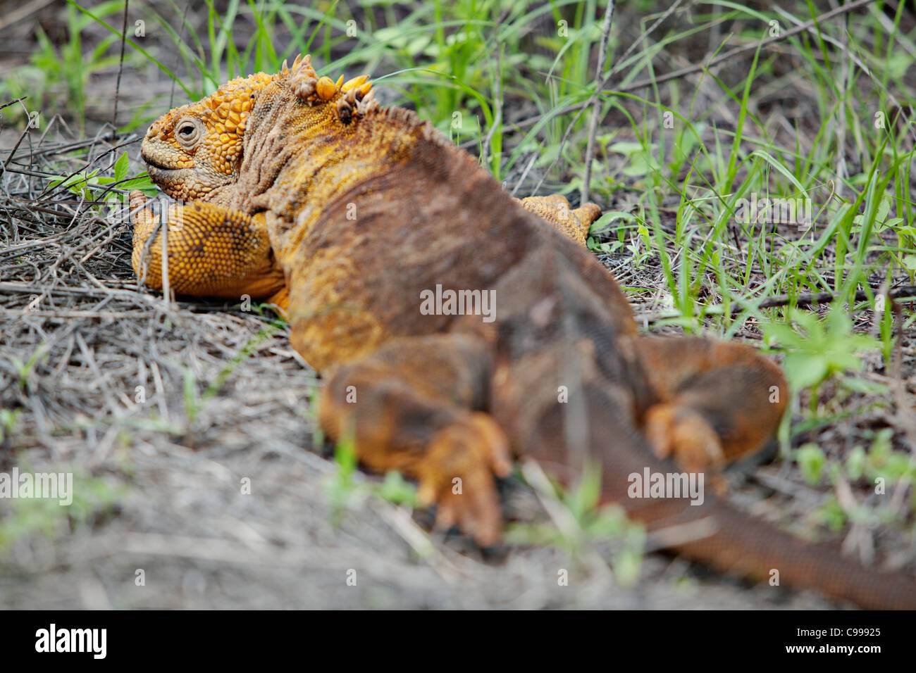 Land-Leguan in Dragon Hill, San Christobal Insel, Galapagos, Ecuador. Stockfoto