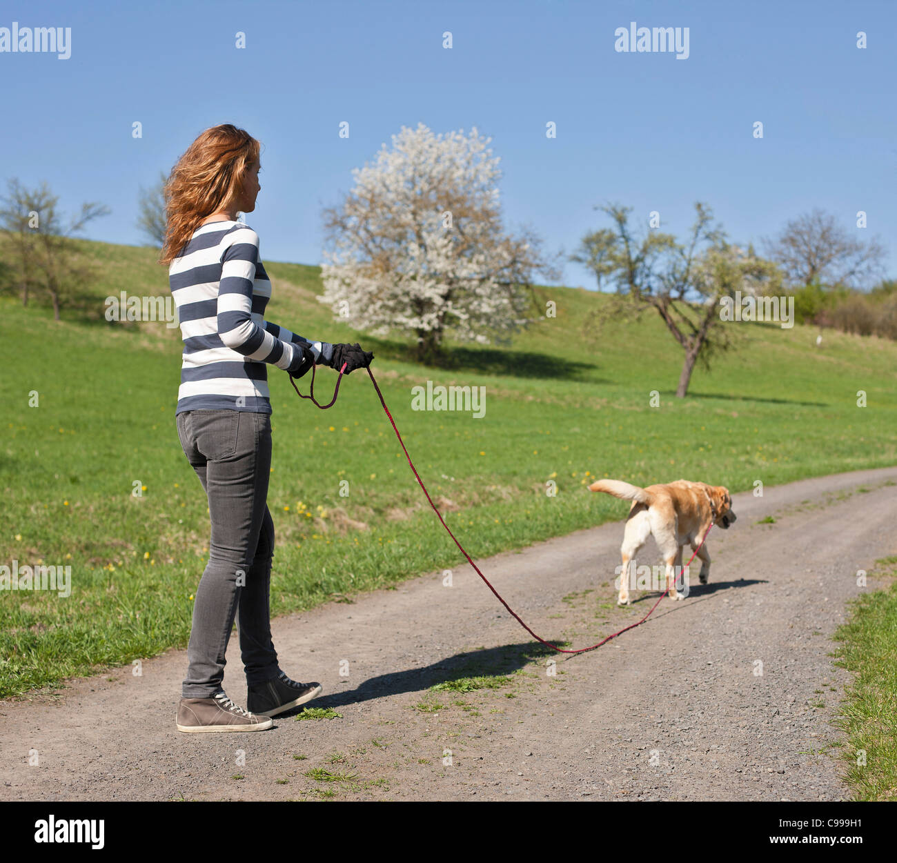 Frau mit Labrador Retriever an der langen Leine zu Fuß entlang eines Pfads Stockfoto