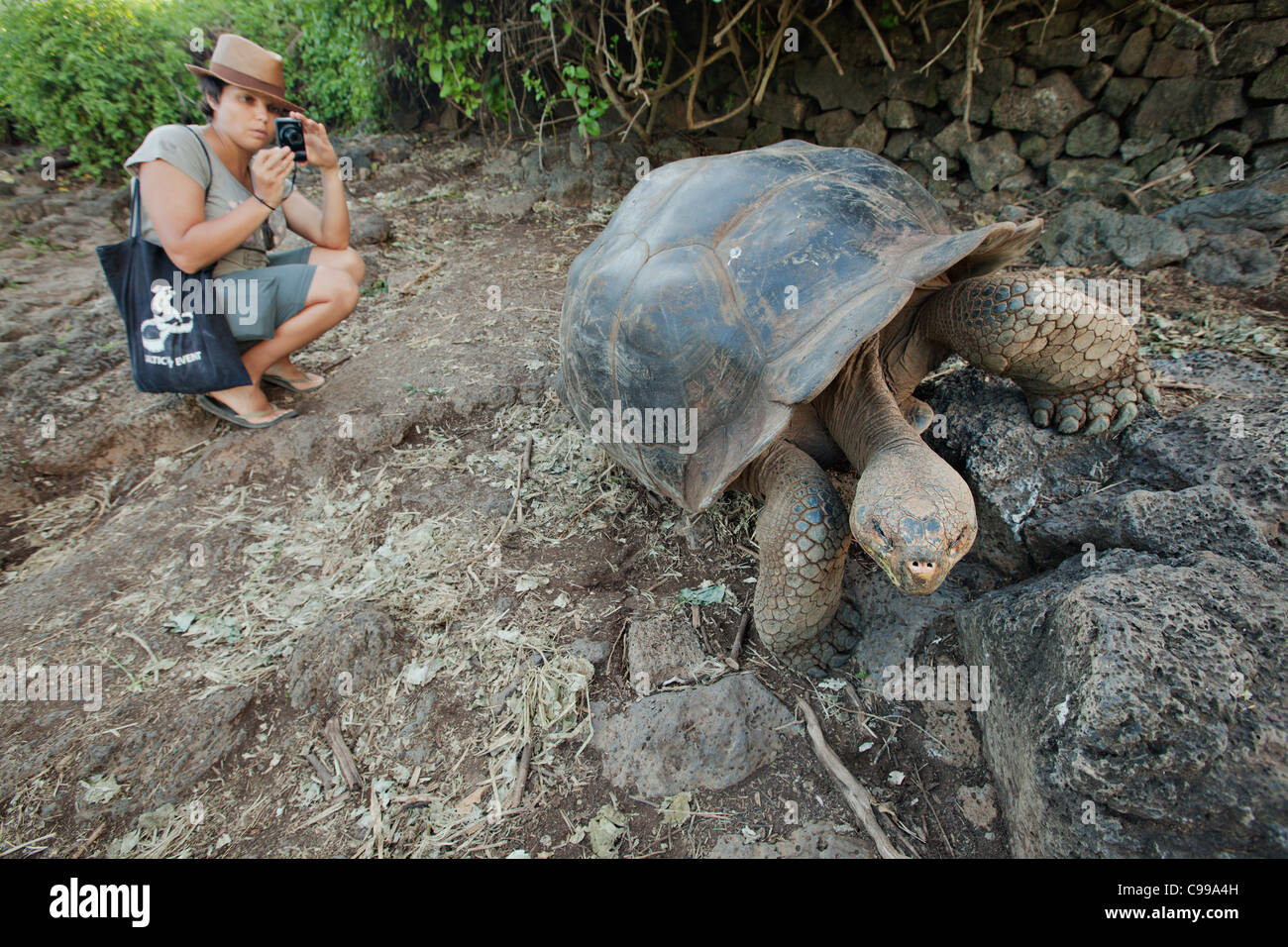 Touristen, die gerade einer Riesenschildkröte an Charles Darwin Research Center. Santa Cruz Insel, Galapagos, Ecuador. Stockfoto