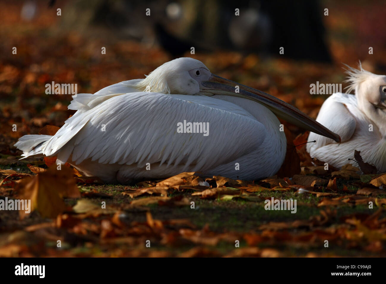 Ein weißen Pelikan in St James Park, London Stockfoto