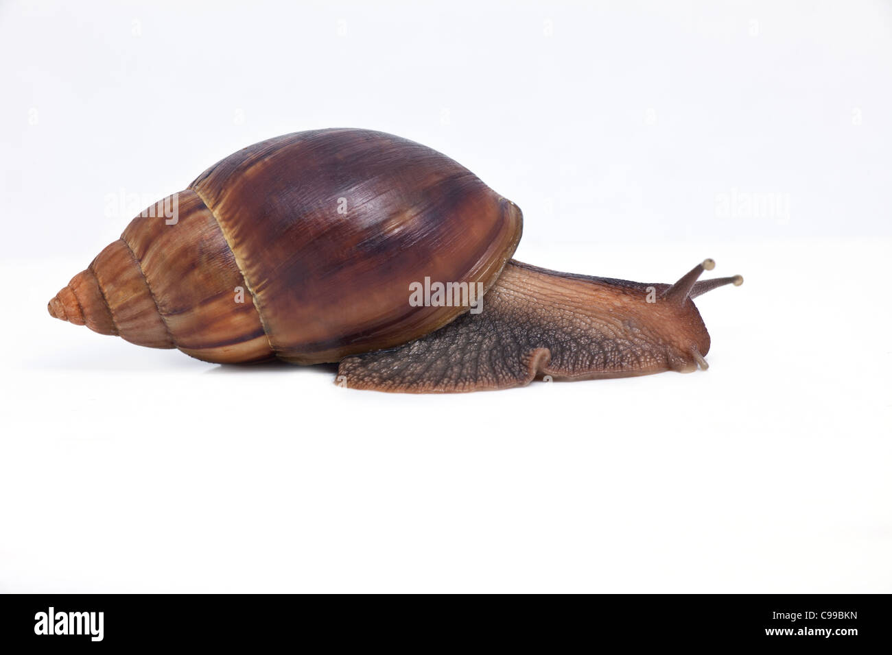 großen Rebe Schnecke schnelle Bewegungen nach vorn isoliert auf weiss Stockfoto