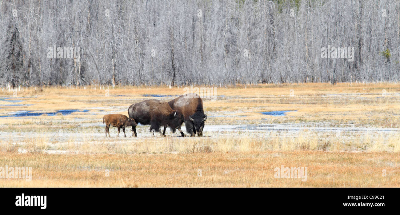 Eine Familie von American Bison stehen auf freiem Feld Stockfoto