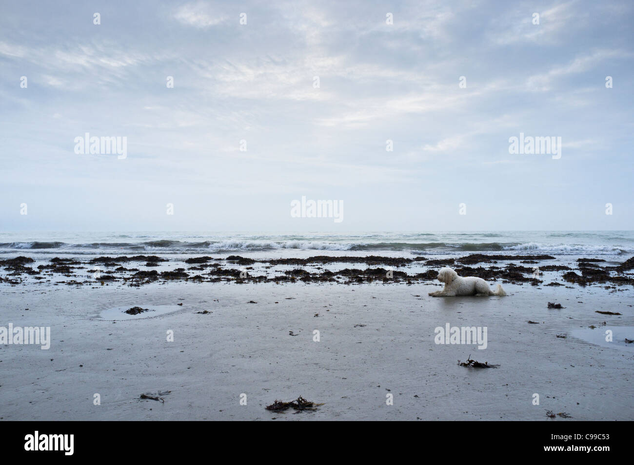Ein kleiner Hund wartet unter dem Befehl von seinem Besitzer am Strand vor einer Flut. Stockfoto