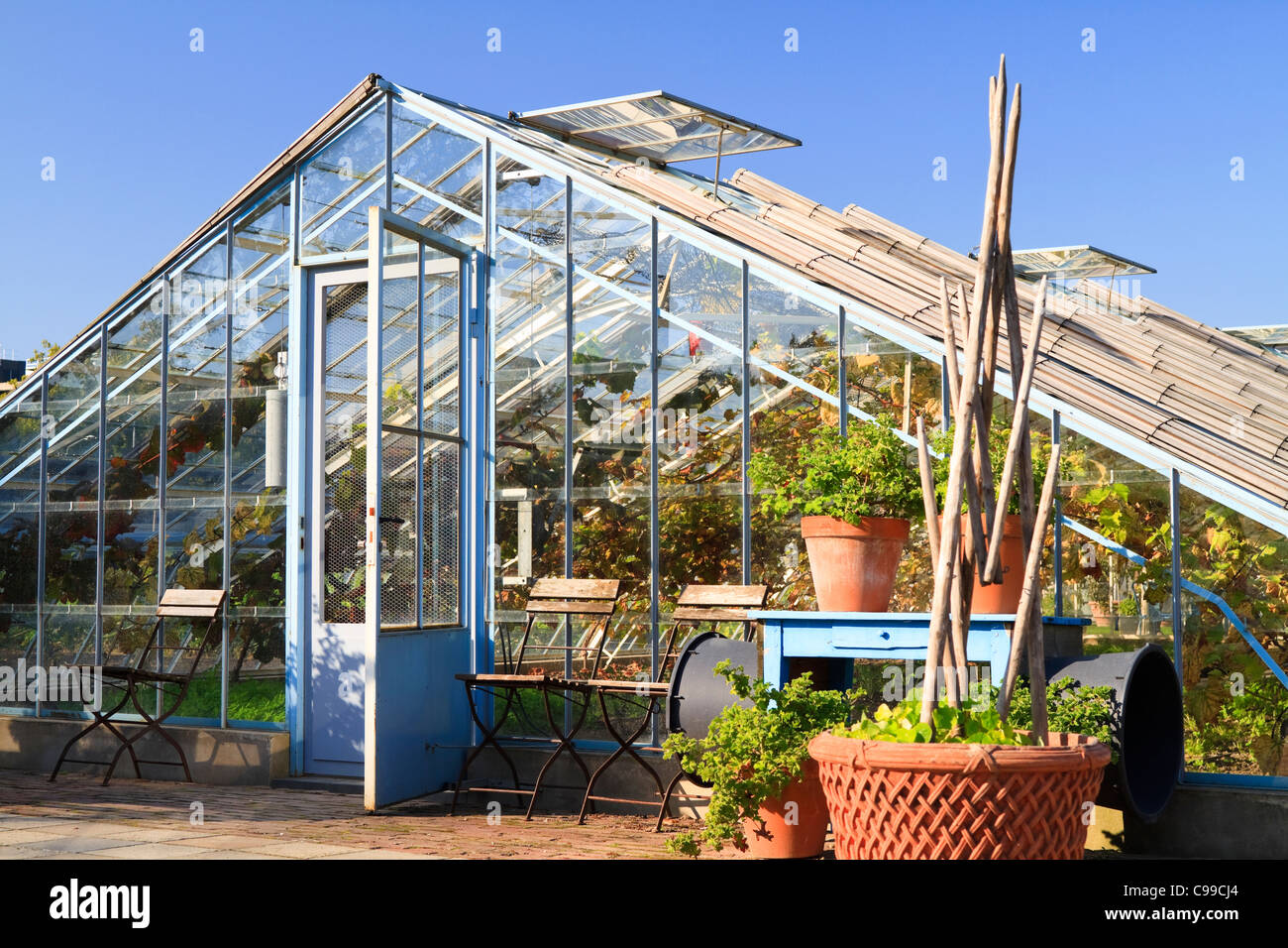 Alte blaue Gewächshaus verwendet, um die Reben zu pflegen, an einem sonnigen Tag im Herbst Stockfoto