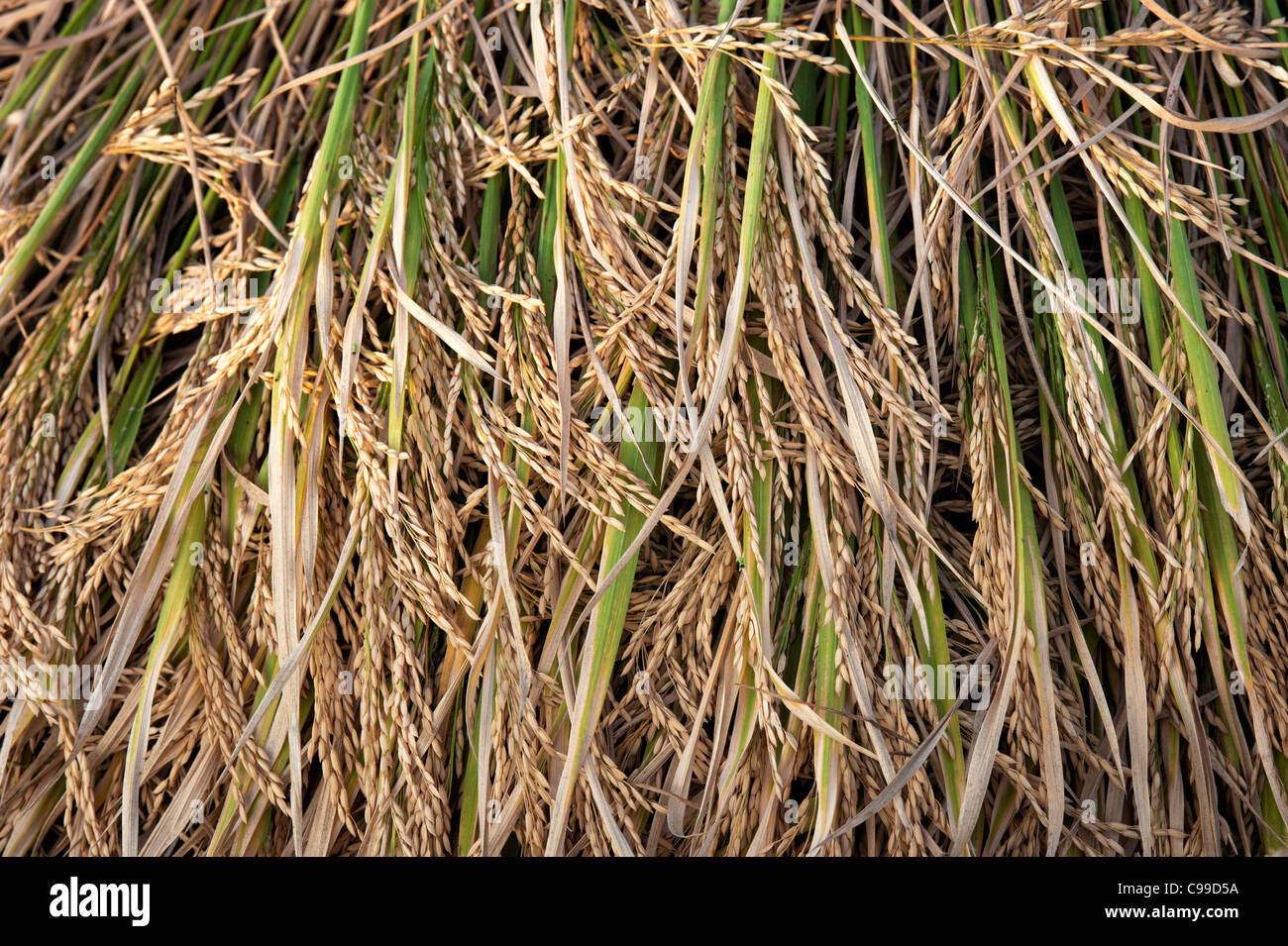 Geerntet Reis pflanzen Warten auf von Hand gesammelt und gedroschen, in den ländlichen indischen Landschaft. Andhra Pradesh, Indien Stockfoto