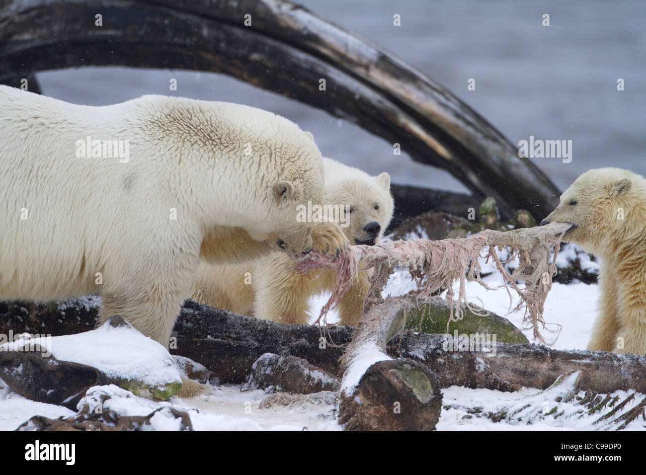 Eisbär (Ursus Maritimus) Mutter mit zwei jungen zerrte an Speck in der Nähe von Walkadaver am Strand von Kaktovik, Alaska im Oktober Stockfoto