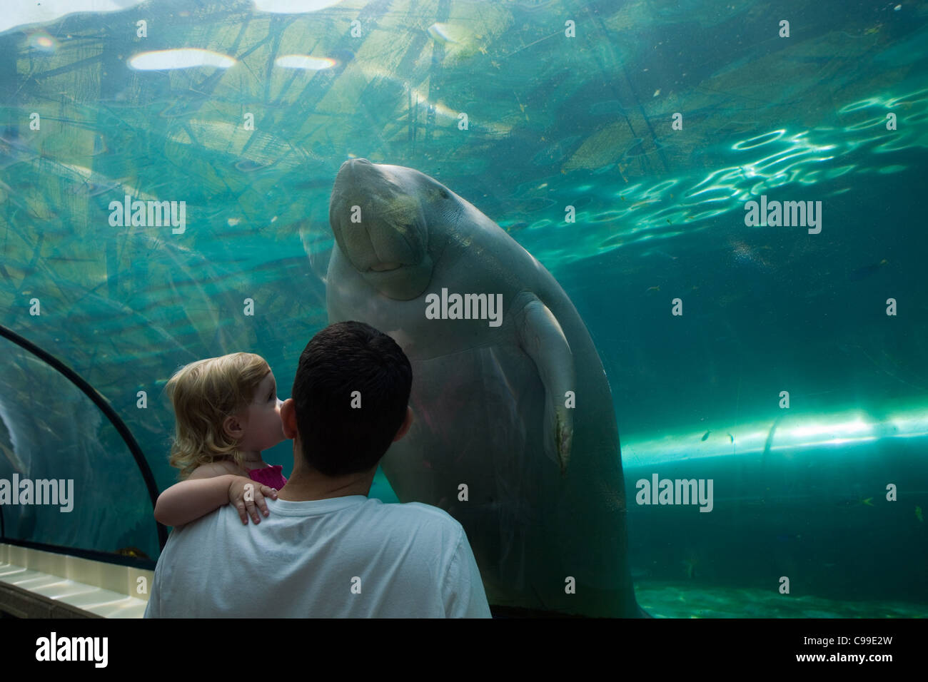 Ein Dugong (Dugong Gugon) begeistert Besucher im Sydney Aquarium.  Darling Harbour, Sydney, New South Wales, Australien Stockfoto
