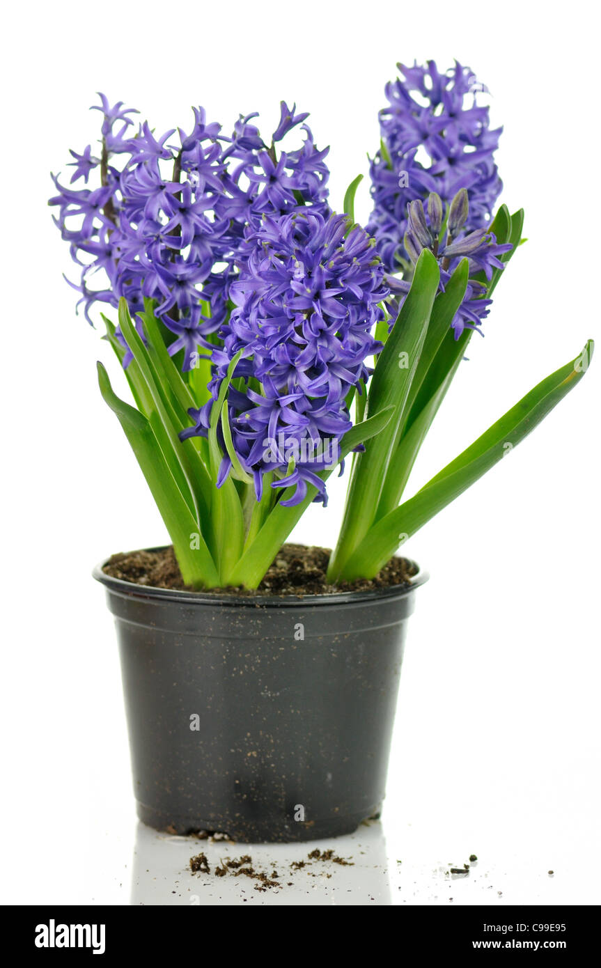 blaue Hyazinthe Blumen auf weißem Hintergrund Stockfoto
