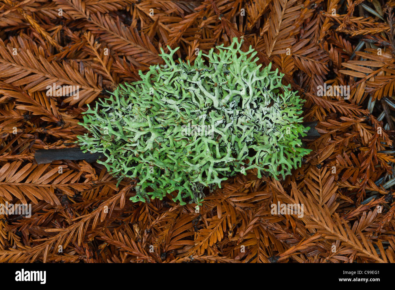 Hypogymnia Flechten auf dem Boden ein Redwood Forest, Lagunitas, Marin Co., Kalifornien Stockfoto