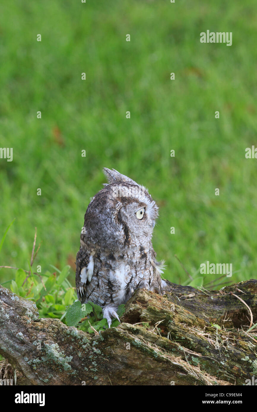 Ost-Kreischeule Stockfoto