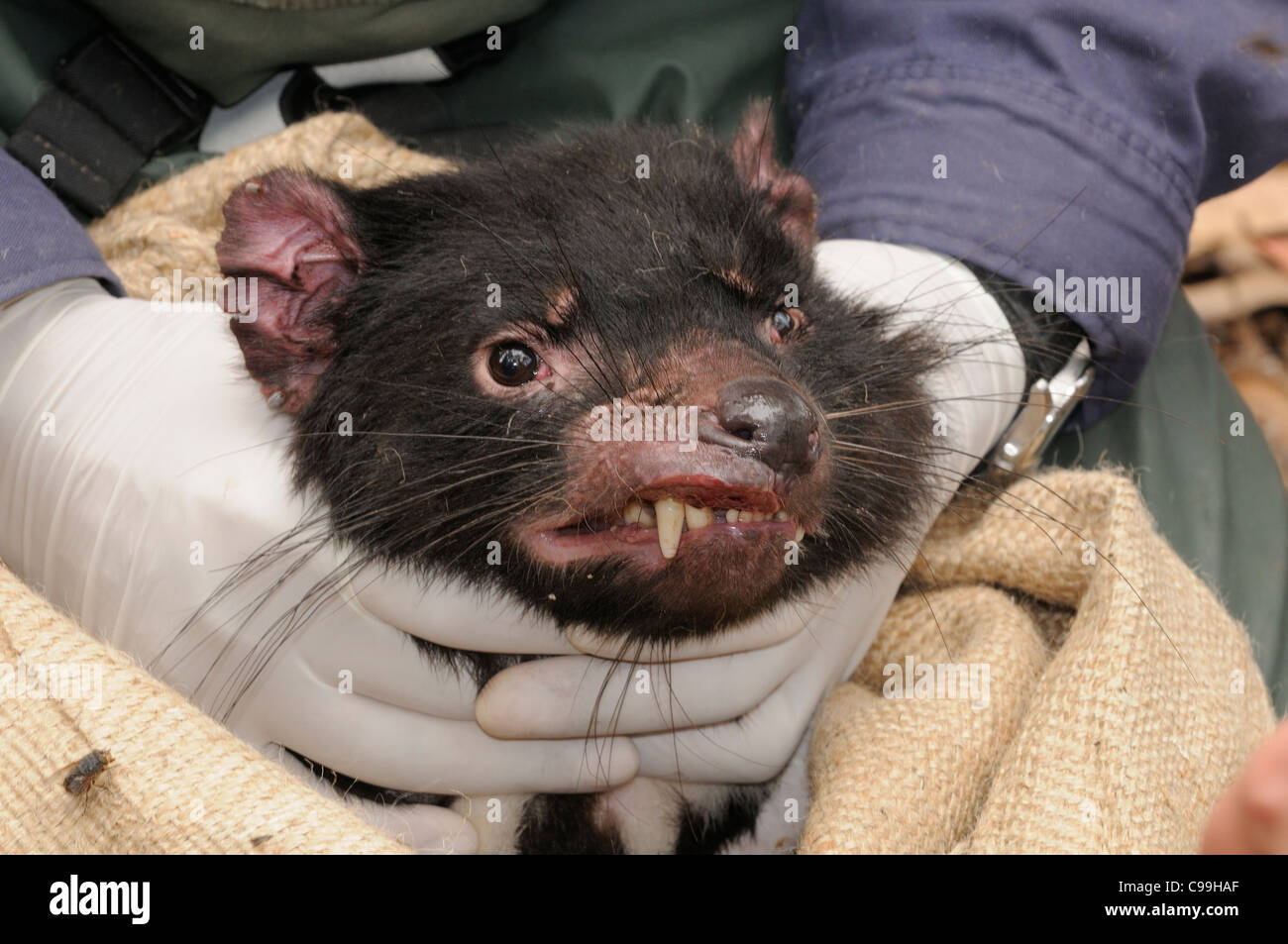 Beutelteufel Sarcophilus Harrisii Gefangenschaft Teufel mit Krebs - DFDT fotografiert in Cradle Mountain, Tasmanien, Australien Stockfoto