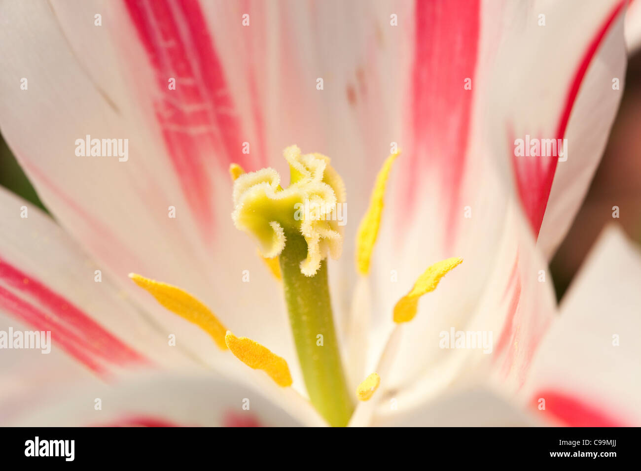 Tulpe Detail, Großaufnahme der Staubgefäße und Stempel Stockfoto