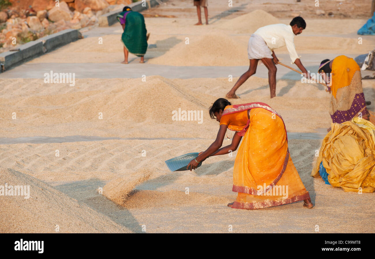Inder fegt Reis, der in der Sonne auf einer indischen Straße austrocknen. Andhra Pradesh, Indien Stockfoto