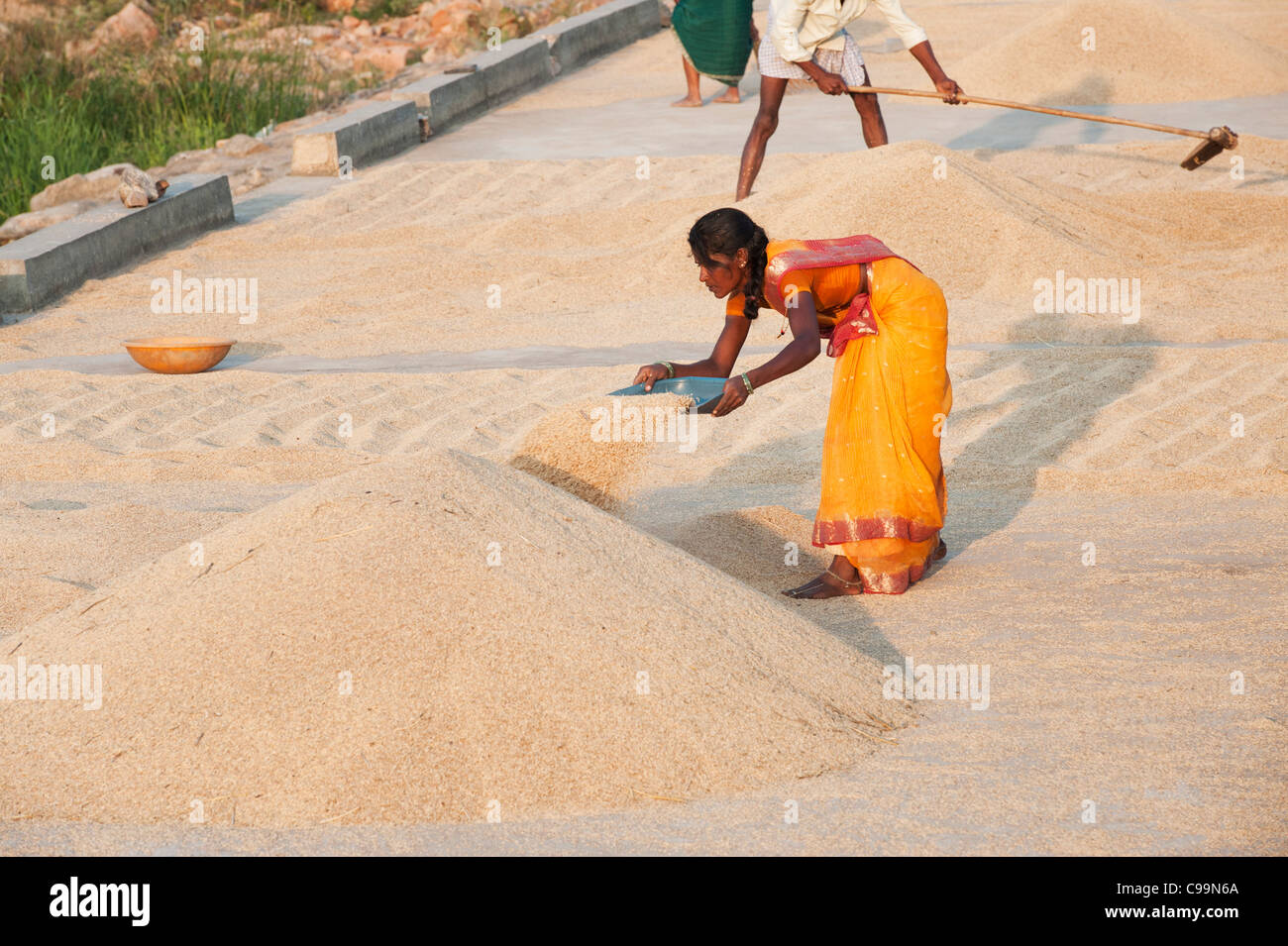 Inder fegt Reis, der in der Sonne auf einer indischen Straße austrocknen. Andhra Pradesh, Indien Stockfoto