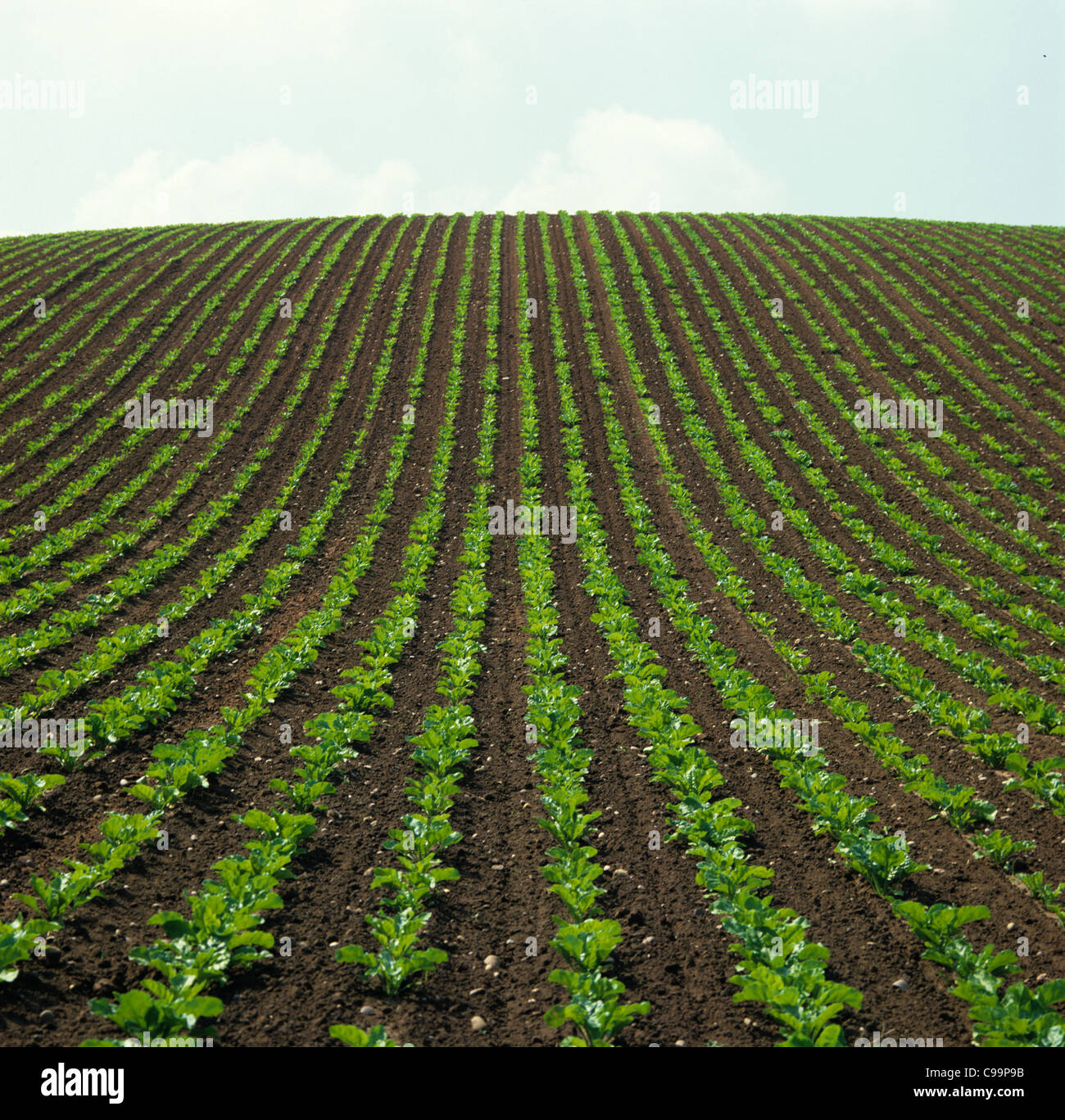 Reihen von eine junge Zuckerrüben-Ernte auf einem steigenden Feld Stockfoto