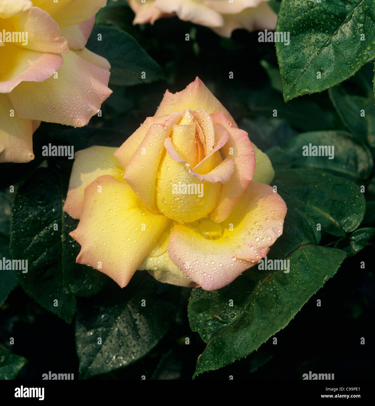 Perfekte rose Blume "Frieden" mit Feuchtigkeit Tröpfchen Stockfoto