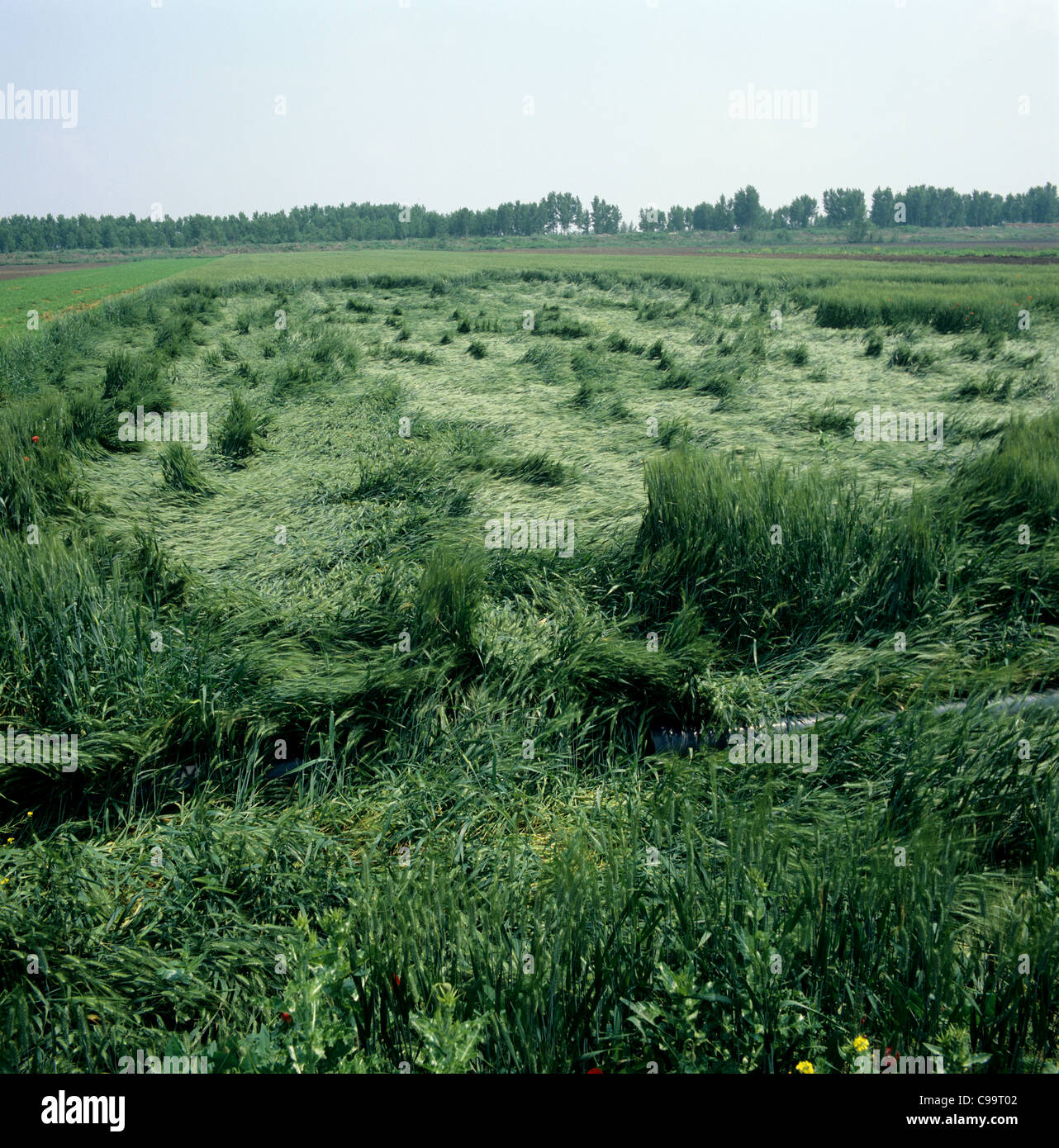 Eine eingelegte Feld des Weizens im Ohr abgeflacht durch Regen und Wind, Griechenland Stockfoto