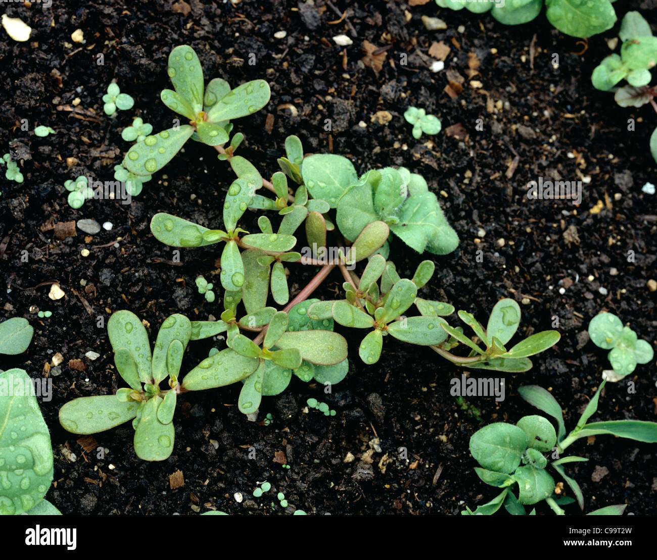 Portulak (Portulaca Oleraceae) junge Pflanze mit anderen Unkräutern in Ackerland Saatbett Stockfoto