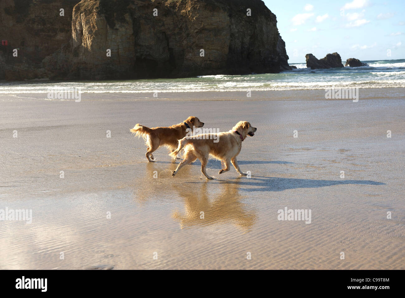 Zwei Golden Retriever zu Fuß am Strand Stockfoto