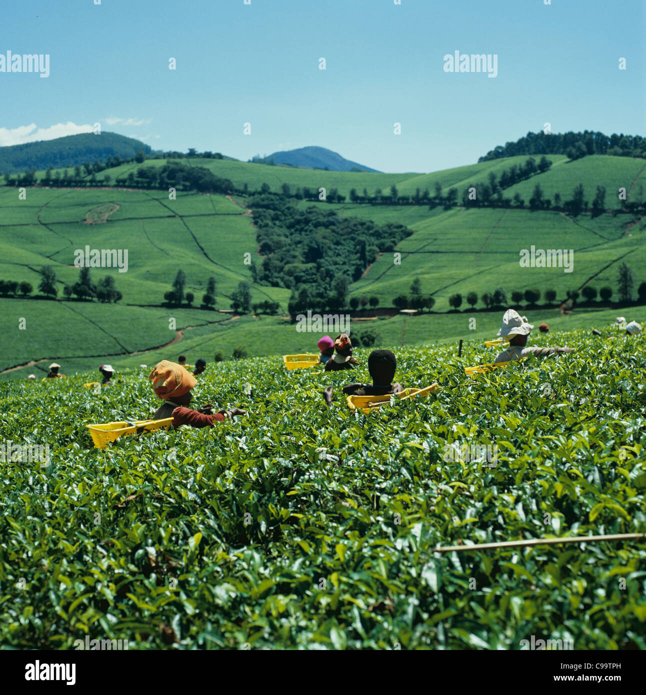 Teeplantagen mit afrikanischen Arbeiter Kommissionierung Tee in Transvaal, Südafrika Stockfoto