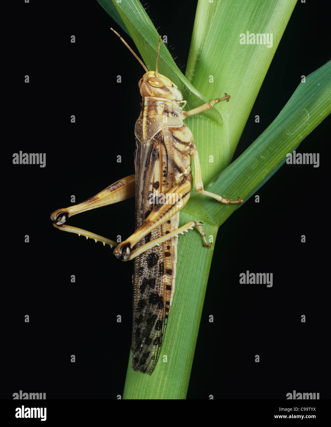 Desert Locust (Schistocerca Gregaria) erwachsenes Weibchen Stockfoto
