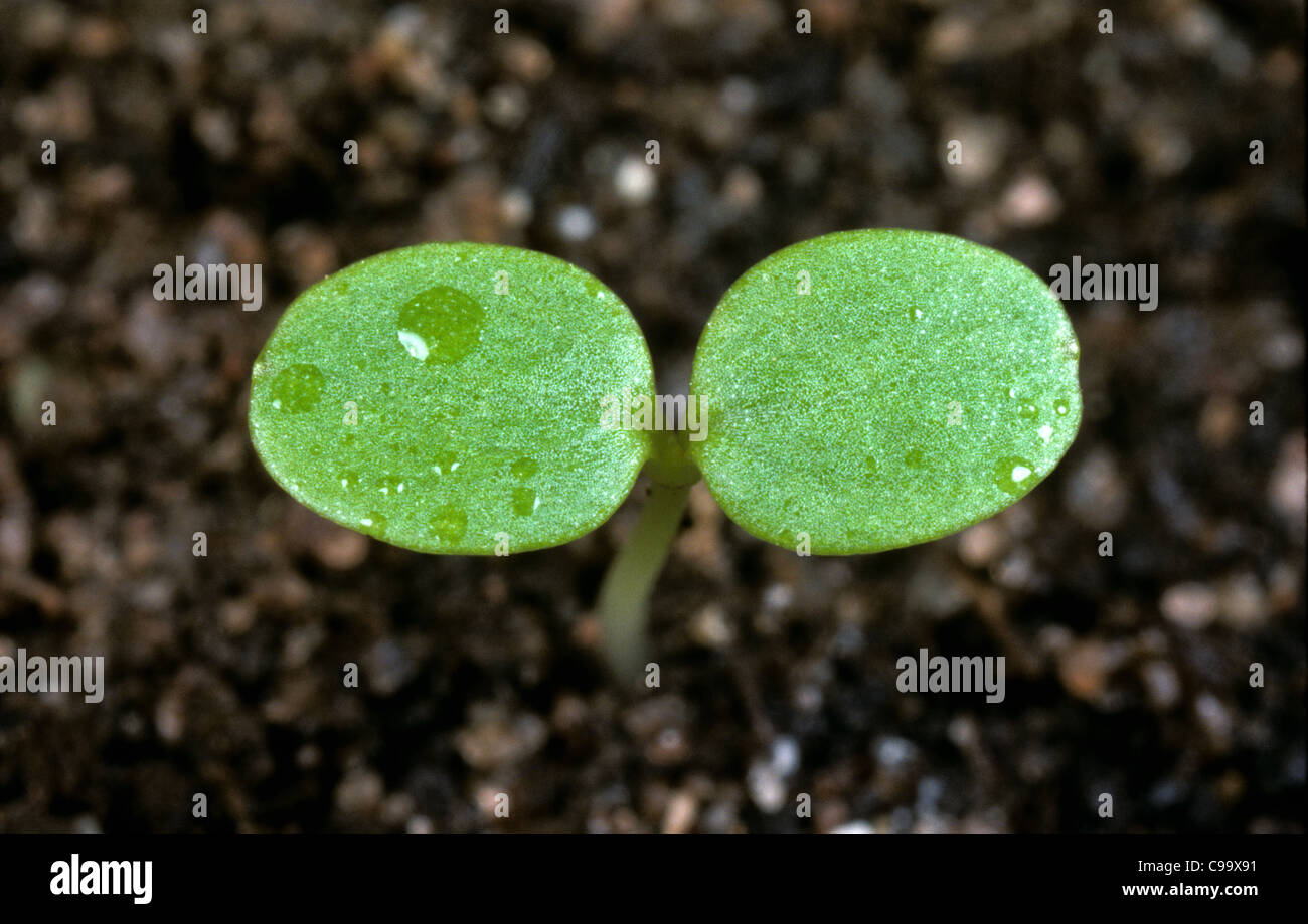 Stiefmütterchen Johnny Jumpup oder wilde Stiefmütterchen (Viola Tricolor) Sämling Keimblätter Stockfoto