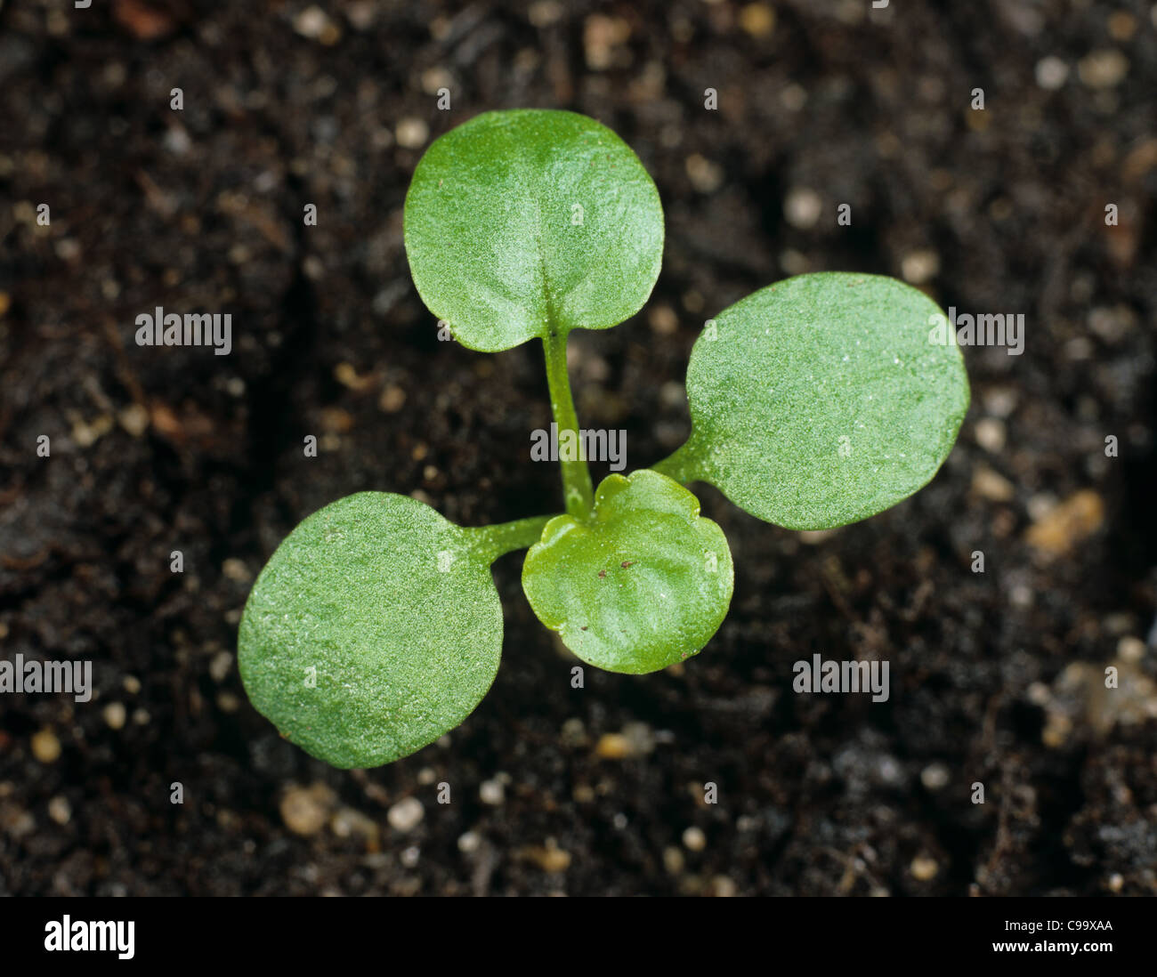 Stiefmütterchen Johnny Jumpup oder wilde Stiefmütterchen (Viola Tricolor) Keimblätter & zwei echte Blätter bilden Stockfoto