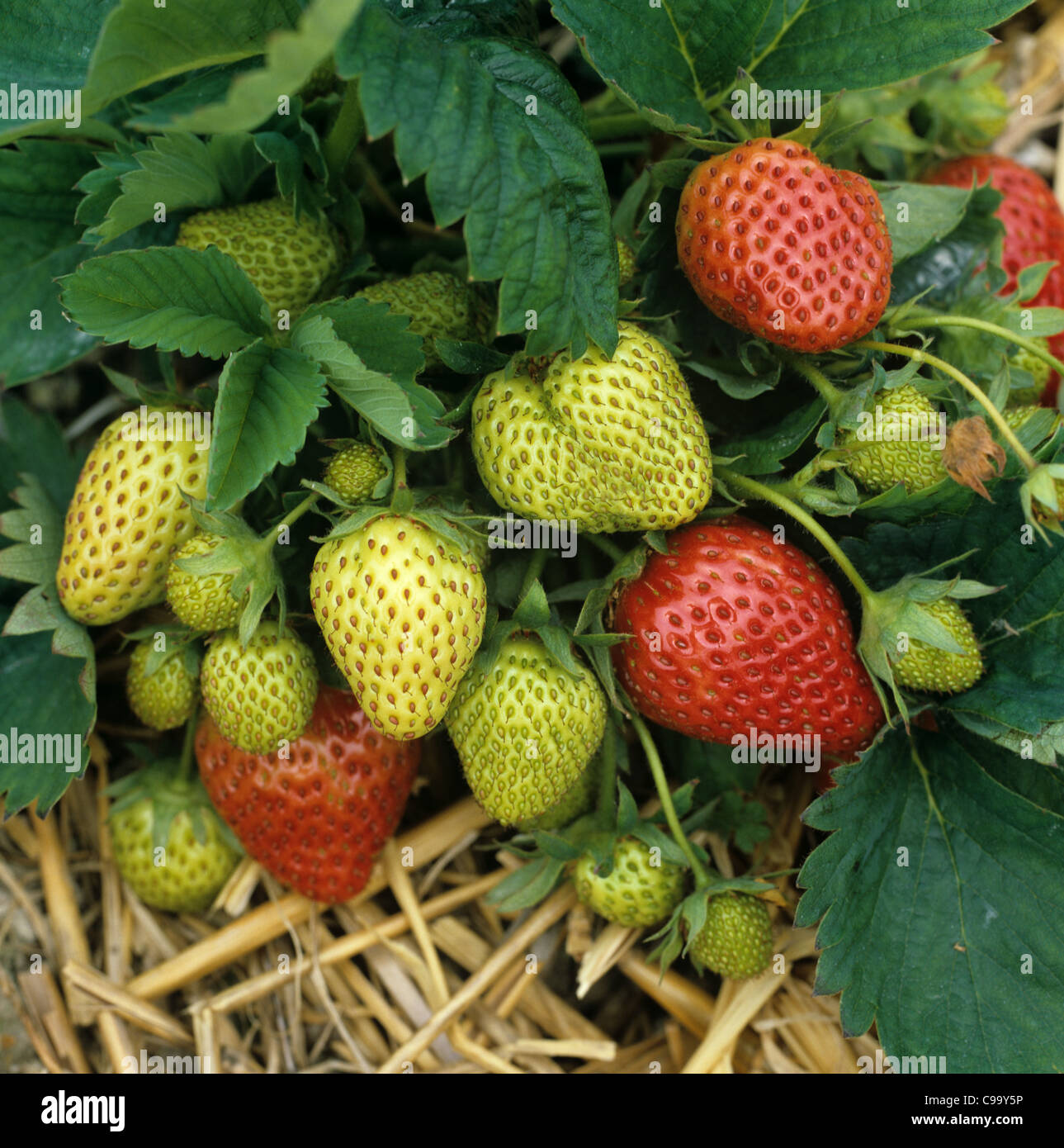 Rot, grün, Reife & reifende Erdbeere Frucht über Stroh und schwarzem Polyethylen Stockfoto