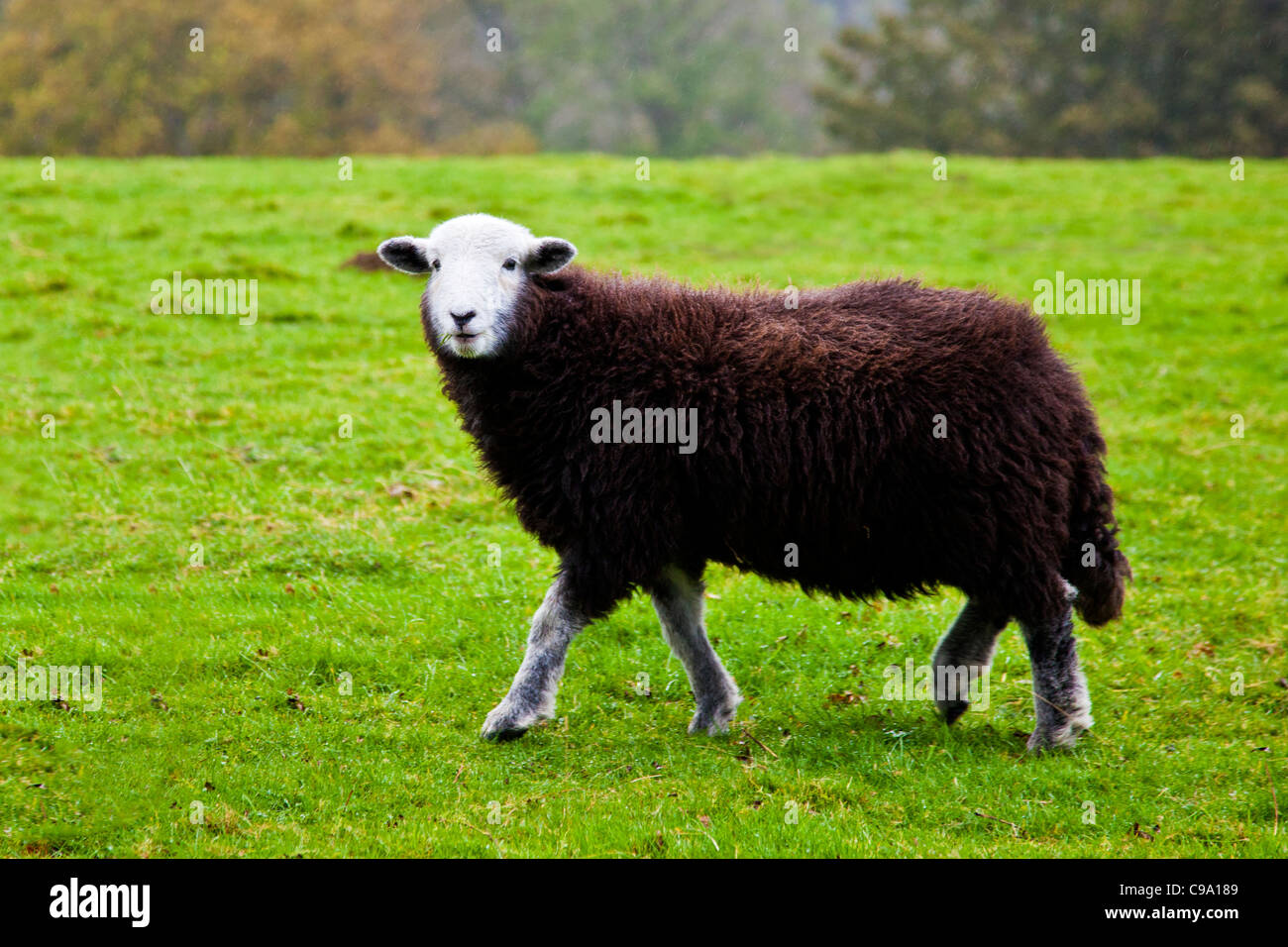 Schwarz Herdwick Schafe in Cumbria Stockfoto