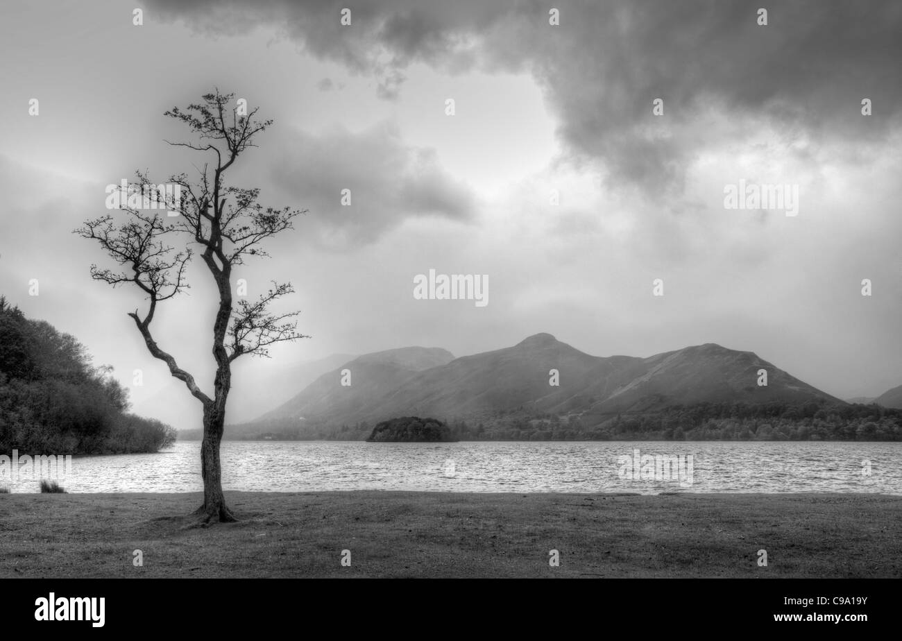 Einsamer Baum am Derwent Water an einem stürmischen Tag - schwarz / weiß hdr Stockfoto