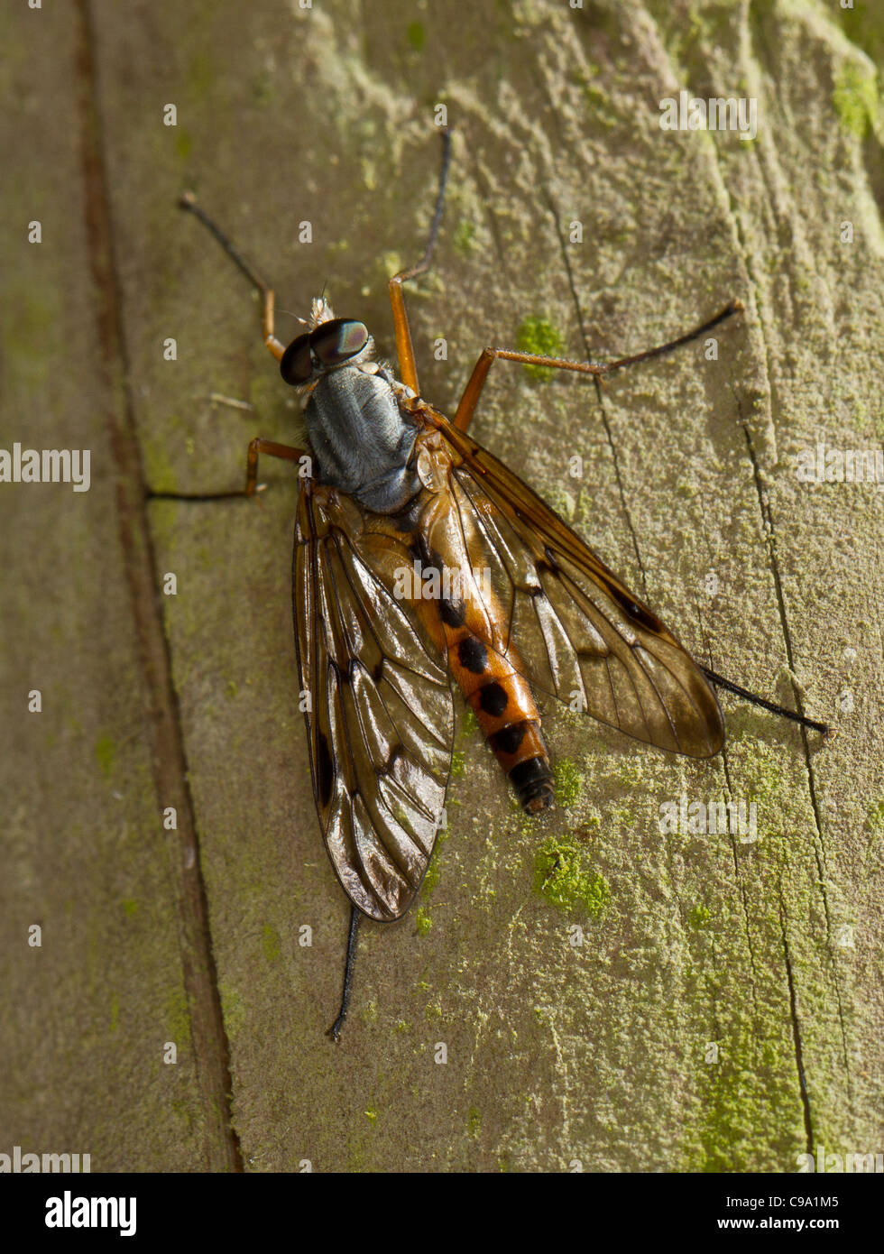 Snipe Fly (Rhagio Scolopacea) Stockfoto