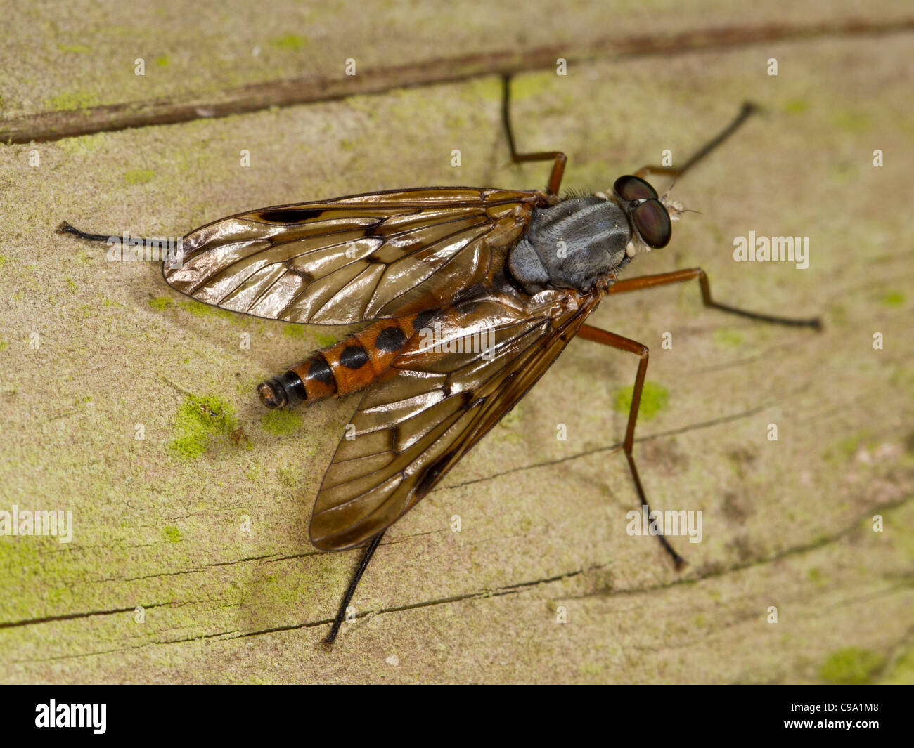 Snipe Fly (Rhagio Scolopacea) Stockfoto