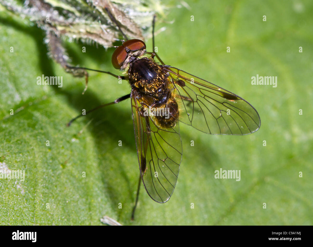 Snipe Fly (Chrysopilus Cristatus), Männlich Stockfoto