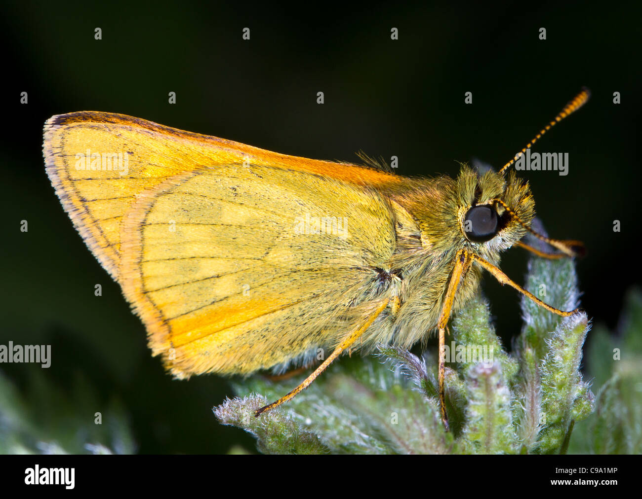 Kleine skipper (Thymelicus sylvestris) Stockfoto