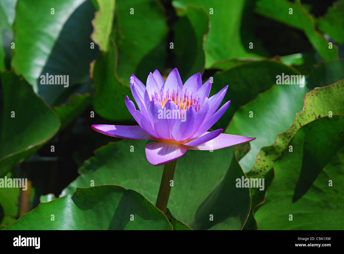 Lila Lotus, Heilige Lotus Nelumbo Nucifera Familie: Nelumbonaceae. Lotus ist die nationale Blume von Indien, Pune City, Bundesstaat Maharashtra, Indien. Stockfoto
