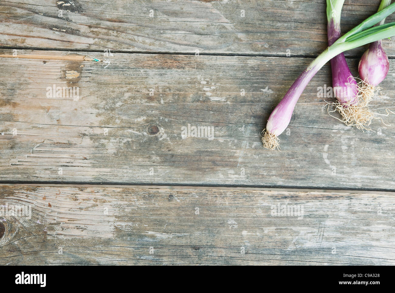 Italien, Toskana, Magliano, Frühlingszwiebeln auf Holztisch Stockfoto