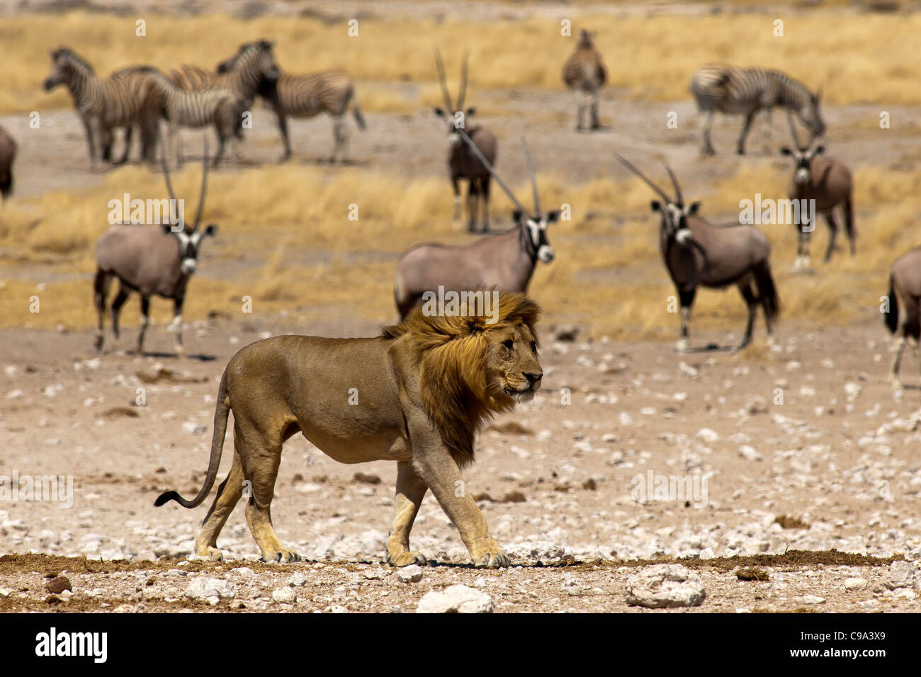 Löwe (Panthera leo) am Newbroni Wasserloch mit orix-Antilopen (Oryx gazella) und Zebras im Hintergrund, Etosha National Park, Namibia Stockfoto