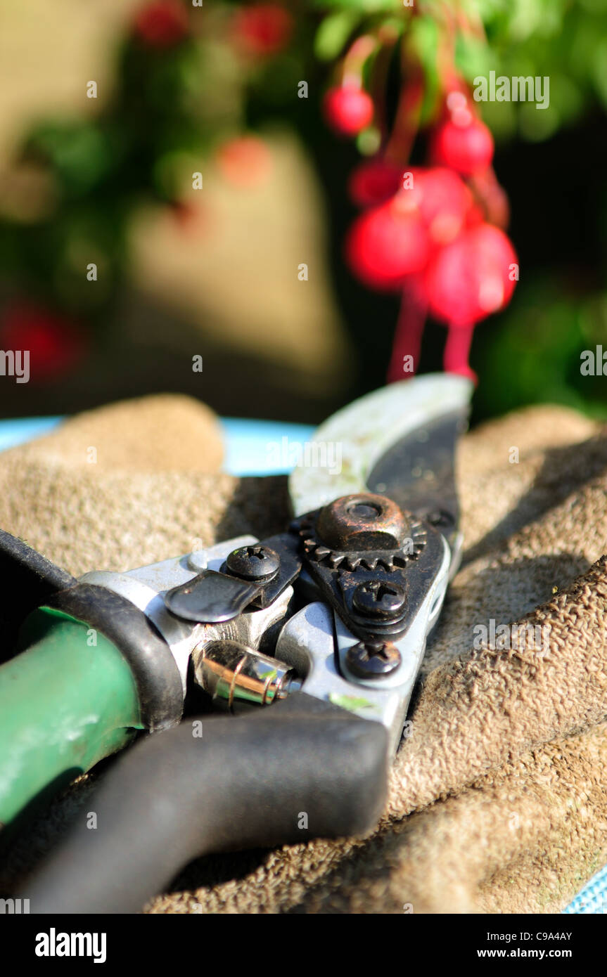 Gartenschere und Gartenhandschuhe. Stockfoto