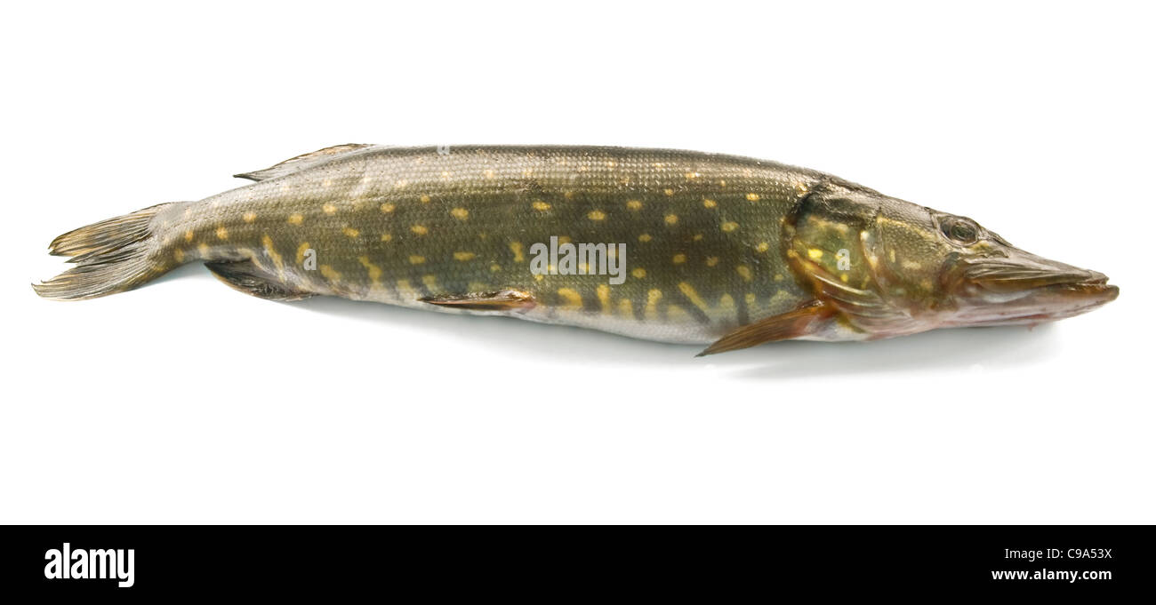 Hecht auf weißem Hintergrund Stockfoto