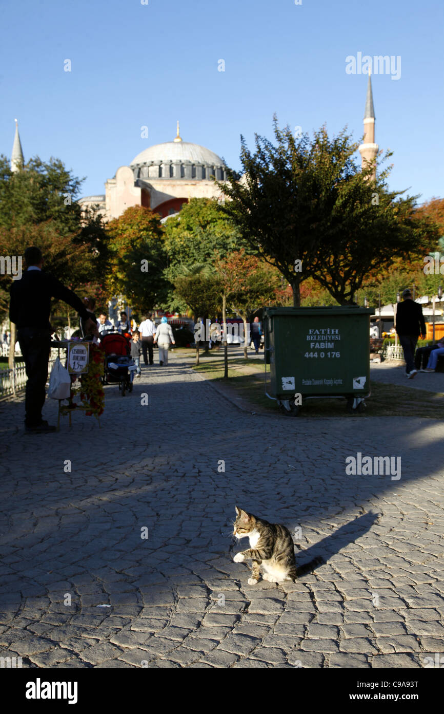 Katze auf Kopfsteinpflaster bei HAGIA SOPHIA Moschee SULTANAHMET ISTANBUL Türkei 3. Oktober 2011 Stockfoto
