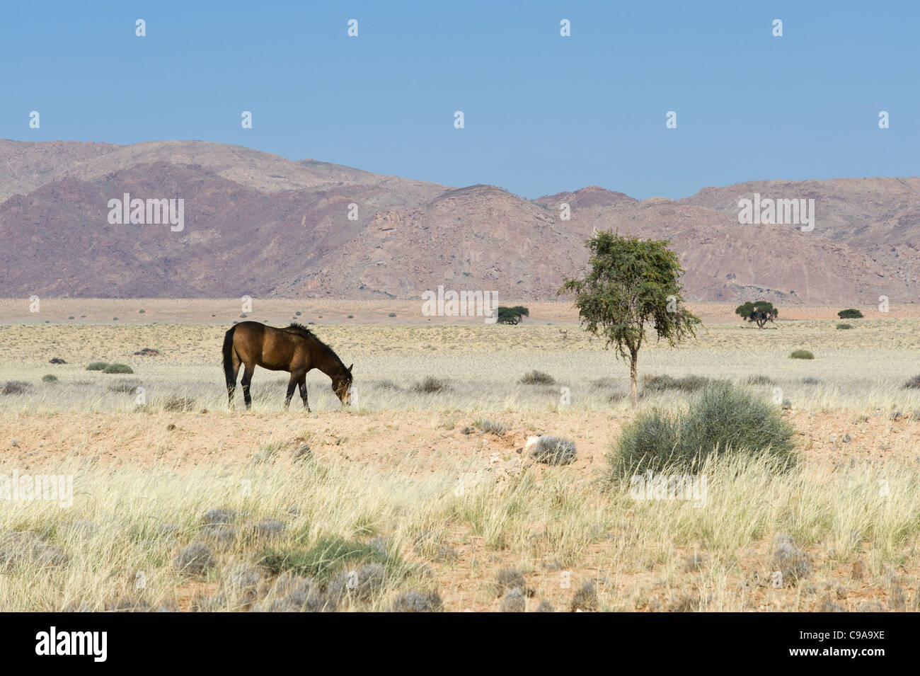 Wilde Pferde, wilde Pferde der Namib-Wüste Karas Region Namibias Stockfoto