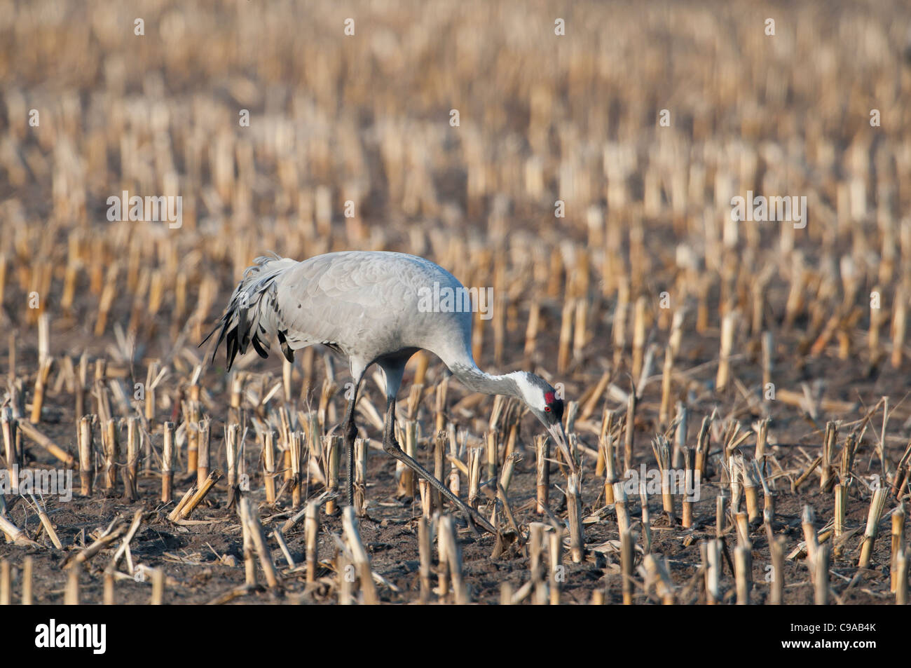 Europäischer Kranich Grus Grus, europäischen Kraniche Stockfoto