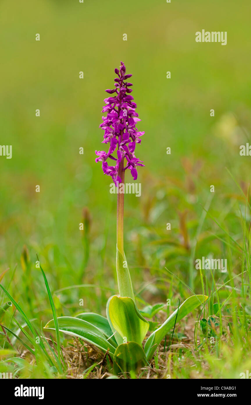 Maennliches Knabenkraut, Orchis Mascula, frühen lila Orchidee Stockfoto