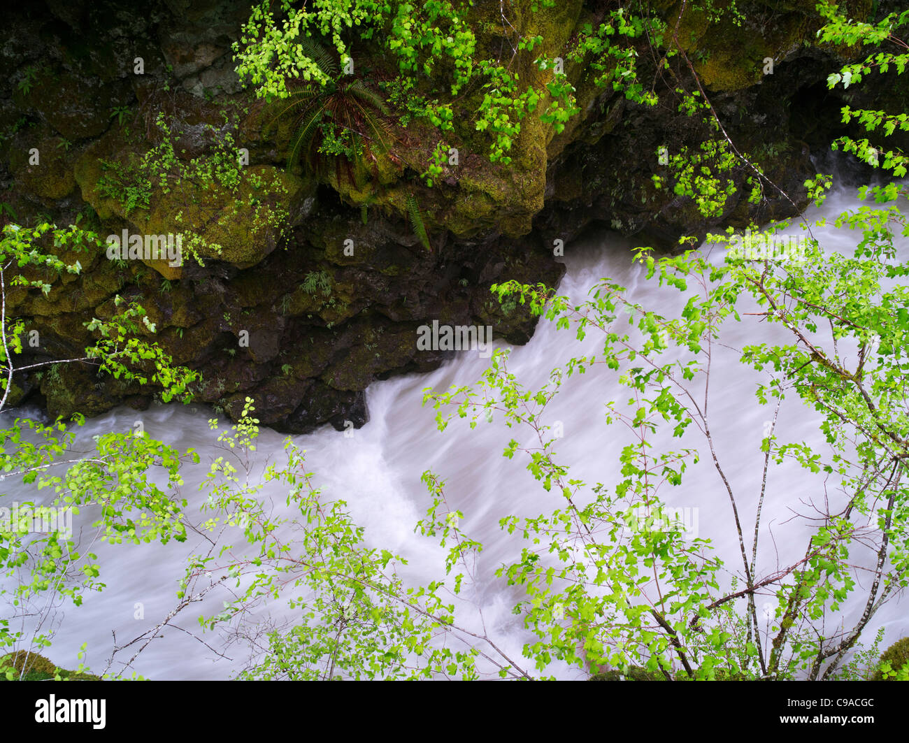 Wildwasser auf Rogue River mit einem neuen Frühling Wachstum, Oregon Stockfoto